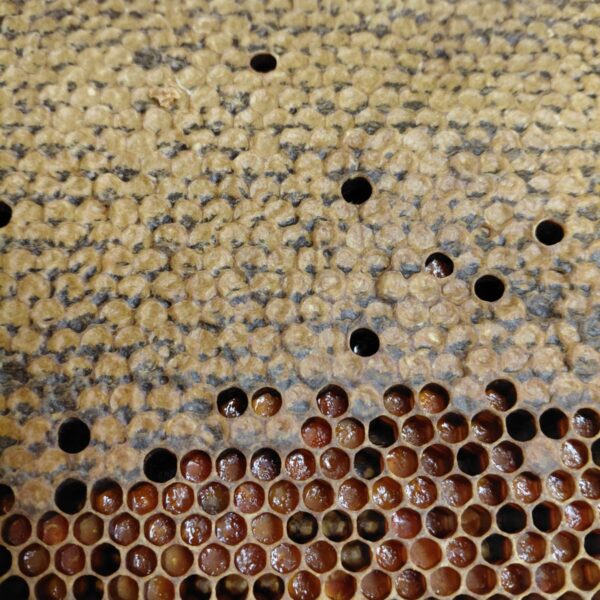 Comb honey with bee bread (perga)